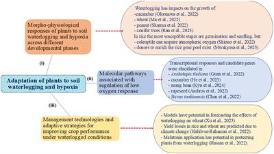 Editorial: Adaptation of plants to waterlogging and hypoxia